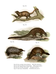 Zijdeachtige Miereneter